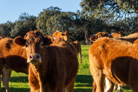 Bovine Beauty: Close-Up Detail of a Retinta Calf in the Herd.