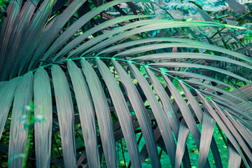 Palm leaves in tropical garden, Thailand. Selective focus.