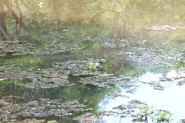 Lake with dirty water with a blurred sunny background 