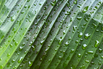 Water drops on the banana leaf. Close-up. Nature background.