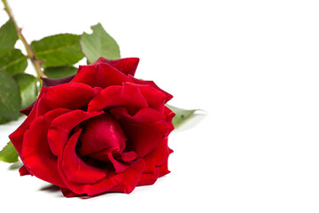 Beautiful red rose on a white background, background with red rose