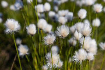 Cotton grass with green plants out of focus, useable as background or banner