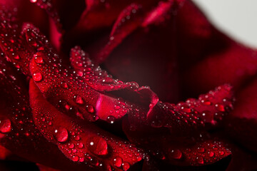 Beautiful red rose on a white background, background with red rose - Powered by Adobe