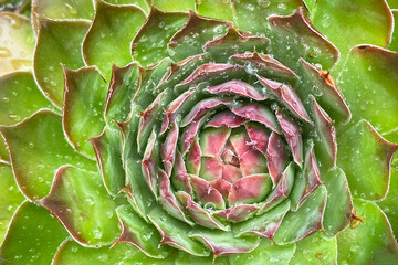 Obraz premium Sempervivum sempervivum, top view 