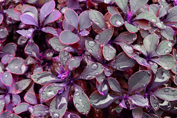 Purple leaves with water droplets in the garden after rain.