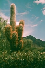 cactus in the desert © Felix