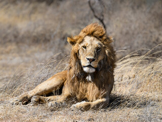 Male lion resting on dry grass in savannah of Tanzania. closeup portrait