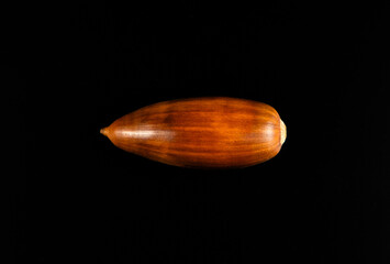 A cork oak seed on a black background. A closeup of an isolated Quercus suber fruit
