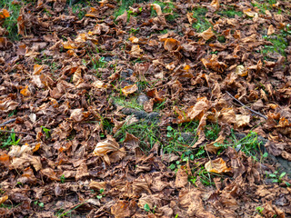 Autumn concept. Dry leaves lie on the green grass. December in the subtropics.