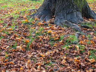 Fototapeta premium Autumn concept. Dry leaves lie on the green grass. December in the subtropics