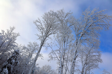 Winter landscape after a snow storm eastern township Quebec Canada