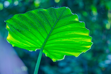 big green leaves on a branch close-up, background blurred sunny evening forest