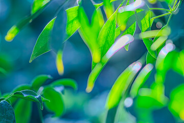 Closeup shot of fresh green leaf of exotic plant growing in garden. Green plant leaves. The nature of green leaves in the garden in summer. Natural green leaves plants using as spring ecology greenery