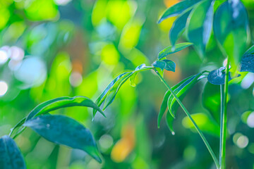 Closeup shot of fresh green leaf of exotic plant growing in garden. Green plant leaves. The nature of green leaves in the garden in summer. Natural green leaves plants using as spring ecology greenery