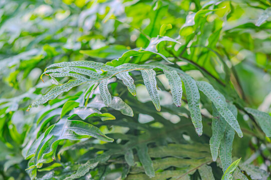 Golden polypodium, golden serpentine fern Phlebodium aureum. Family Polypodiaceae. Manaus. Leaves of snake fern on a blurred background. Leaves of water fern
