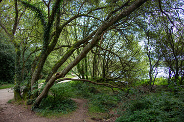 Crooked trees on the beach coast of a lake