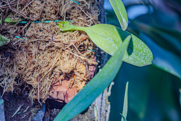Flowerless orchid hanging from a coconut tree trunk