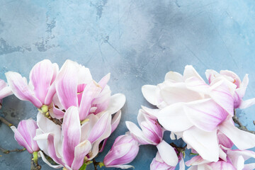 Spring magnolia blooming flowers over gray background