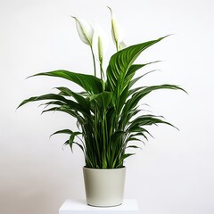 Peace Lily Spathiphyllum spp houseplant in a pot isolatead on white background. 3d illustration