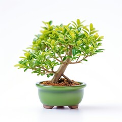 Obraz premium Bonsai tree in pot isolated on a white background. 3d illustration