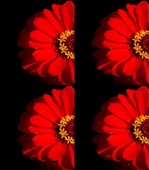 Foto op Plexiglas Zinnia is a genus of plants of the sunflower tribe within the daisy family. They are native to scrub and dry grassland in an area stretching from the US to South America and Mexico © Daniel Meunier