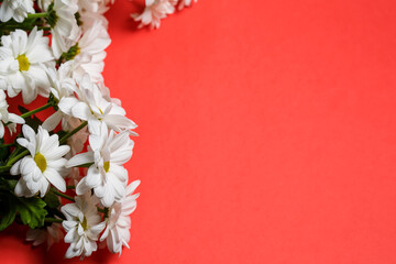 White chrysanthemum flowers on a red background, background with chrysanthemums