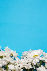 White chrysanthemum flowers on a blue background, background with chrysanthemums