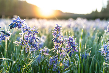 Frosted Camas Root Flowers - obrazy, fototapety, plakaty