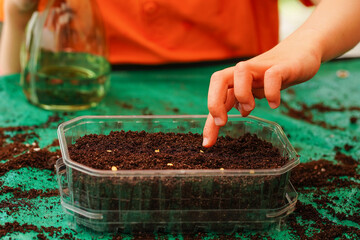 Child's hand delicately touching seeds in soil in clear plastic germination tray. Teaching children...