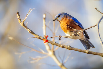 An Eastern Bluebird feeds on small red berries