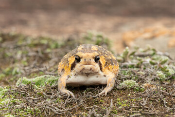 Frontal shot of a cute Bushveld rain frog, also known as the common rain frog (Breviceps adspersus)