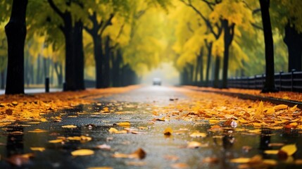 Naklejka na ściany i meble Autumn leaves in the rain. Empty road in city in autumn time