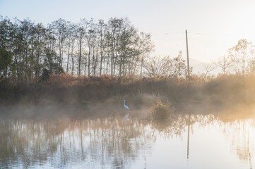 新潟　福島潟のサギ