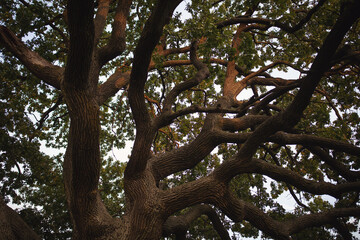 Upward view of an oak tree. A low angle shot of a tree under the  sky. 