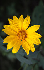 Narrow leaved Sunflower in all it's beauty 