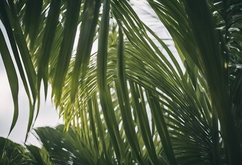 Tropical palm leaves stock photo Palm Leaf Tree Backgrounds Textured