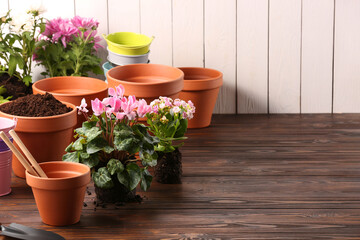 Time for transplanting. Many terracotta pots, soil, flowers and tools on wooden table. Space for...