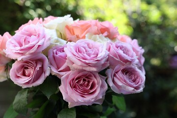 Beautiful bouquet of aromatic roses outdoors, closeup