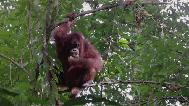 a wide shot of a female orangutan eating a banana in the rainforest of gunung leuser national park on sumatra, indonesia