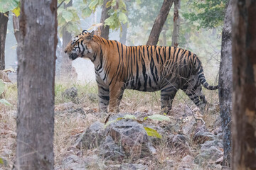A tigress in the Panna tiger reserve, India