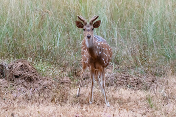 A spotted deer cub ogles at a photographer 