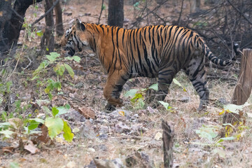 An Asian tigress during mating 