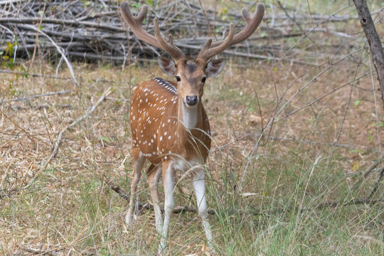 A male spotted deer ogling towards the photographer