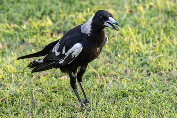 Australian Magpie panting on a hot day