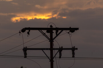 Silhouette of a bird sitting on the electric pole at sunset