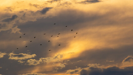 flock of birds flying in the sky at sunset, nature series