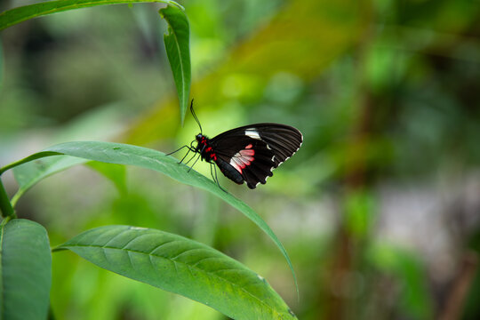 Elegant cattleheart butterfly perched atop a lush blade of grass.