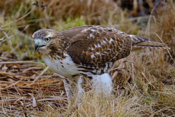 red tailed hawk