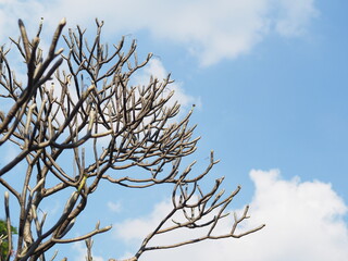 branches against blue sky