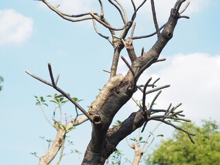 tree against sky
